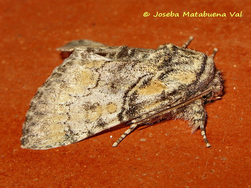 Raphia hybris - Noctuidae